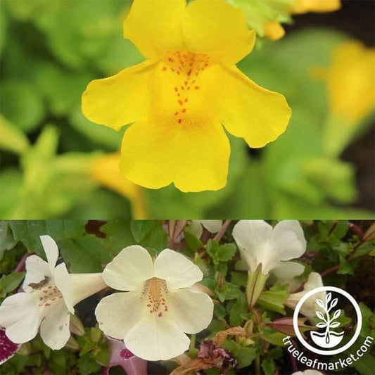 Mimulus Seed | Magic Ball Mix