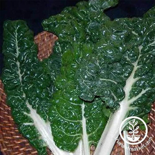 Swiss Chard Seeds - Fordhook Giant | Heirloom, Non-GMO Gardening Seeds