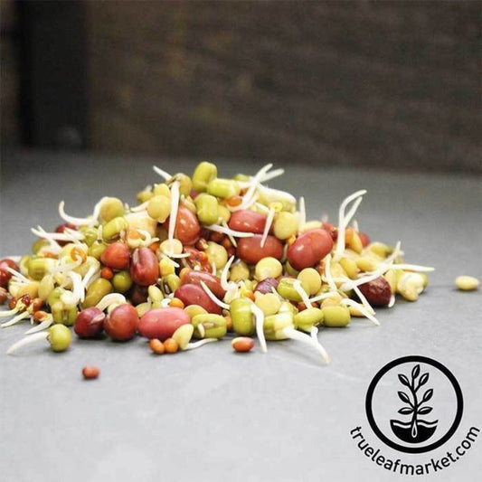 Bean Salad: Organic Bean Salad Sprouts Mix