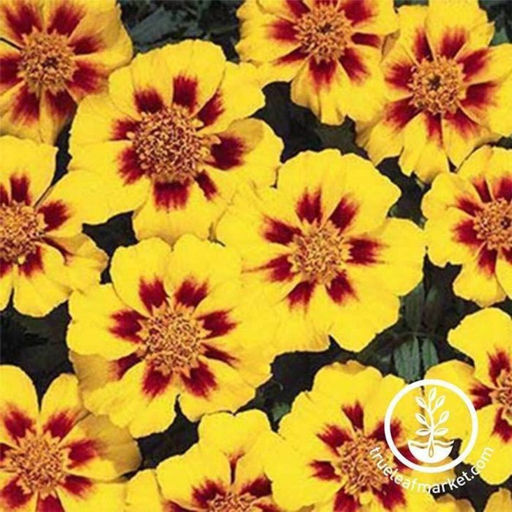 Marigold Flower Seeds - Disco Series | Annual Flower Gardening Seeds