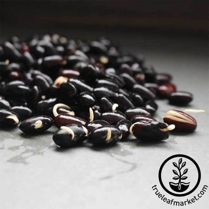Organic Black Turtle Beans | Black Sprouting Beans