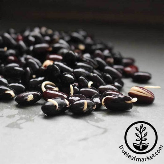 Organic Black Turtle Beans | Black Sprouting Beans