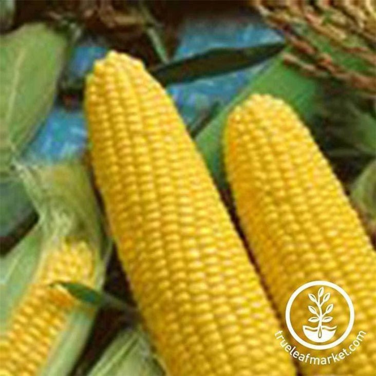 Jubilee Hybrid (treated, su) Corn Seeds - Farm & Garden Vegetable Seed