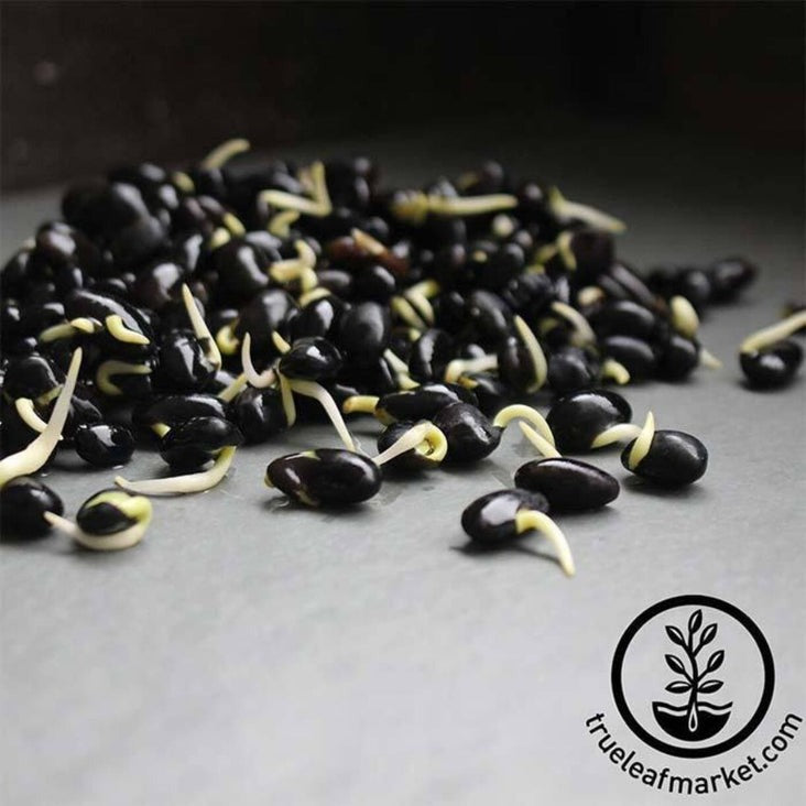 Organic Black Soybean Seeds - Soy Beans for Soymilk, Tofu, Sprouting