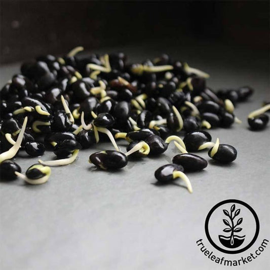 Organic Black Soybean Seeds - Soy Beans for Soymilk, Tofu, Sprouting