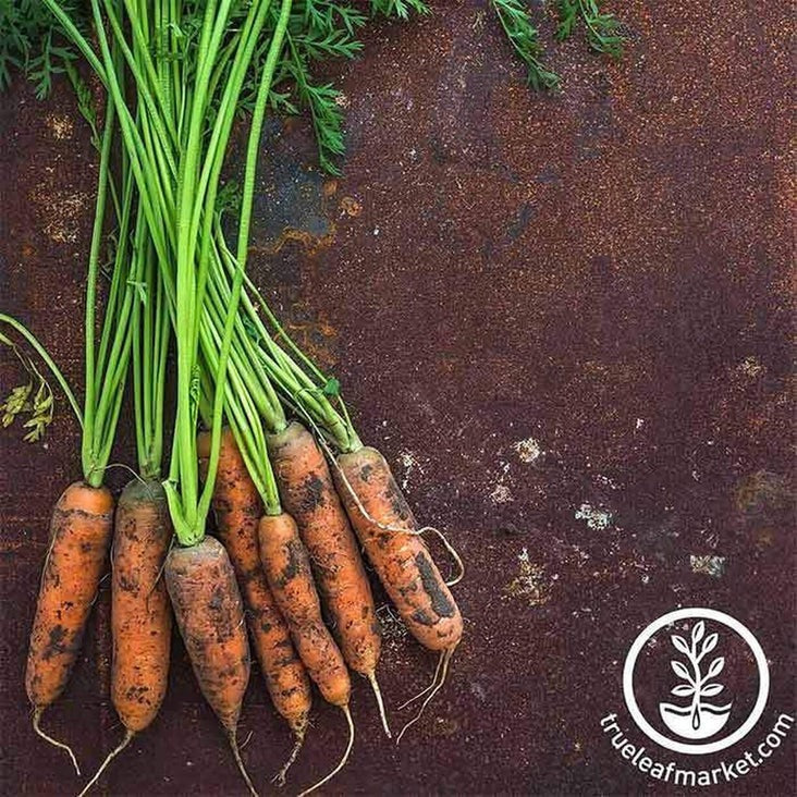 Heirloom Little Fingers Carrot Seeds | Non-GMO Vegetable Garden Seeds