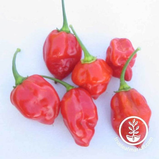 Hot Pepper Seeds - Caribbean Red Habanero | Heirloom, Non-GMO Seeds