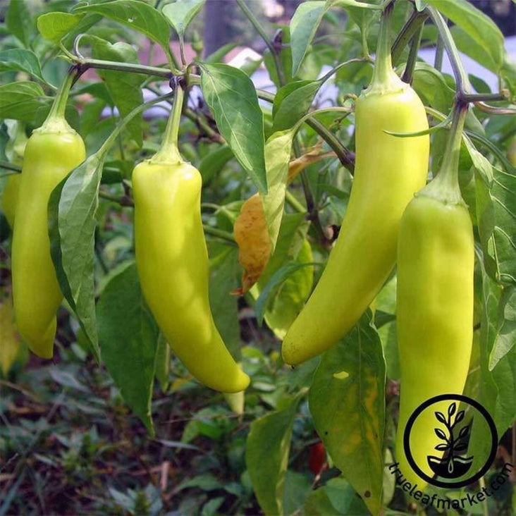 Sweet Banana Sweet Pepper Seeds - Heirloom, Non-GMO Vegetable Garden