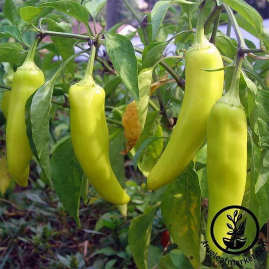 Sweet Banana Sweet Pepper Seeds - Heirloom, Non-GMO Vegetable Garden