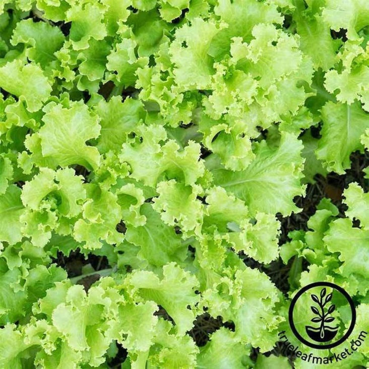 Non-GMO Black Seeded Simpson Lettuce | Black Seeded Simpson Lettuce Vegetable Garden Seed