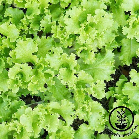 Non-GMO Black Seeded Simpson Lettuce | Black Seeded Simpson Lettuce Vegetable Garden Seed