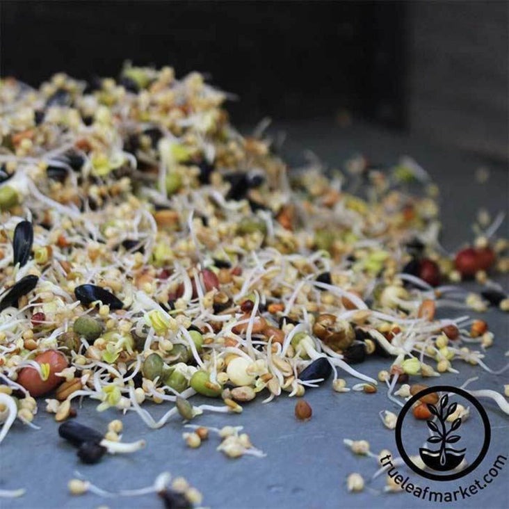 Organic Bird Seed Mix | Buy Birdseed for Feed & Sprouting - Free S&H