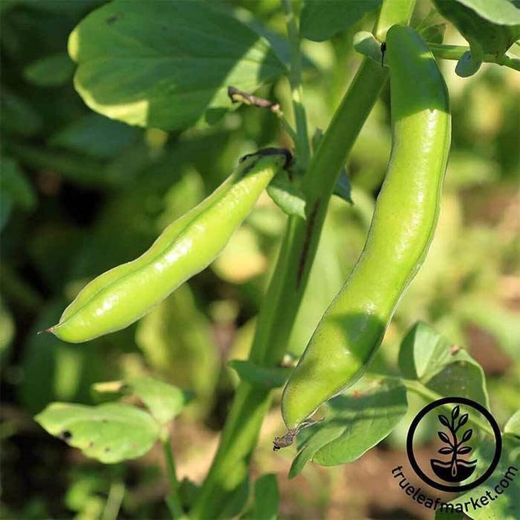 Broad Windsor Fava Bean Garden Seeds | Heirloom, Non-GMO Gardening