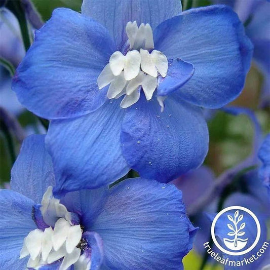 Delphinium Flower Garden Seeds - Magic Fountain Series | Perennial