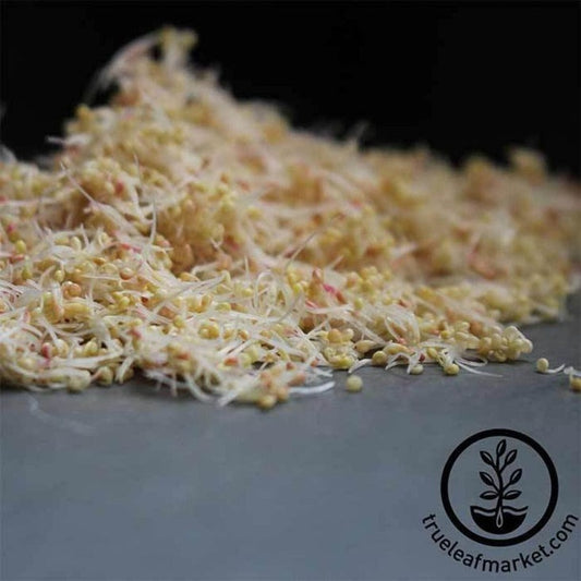 Organic Amaranth Sprouting Seeds | Non-GMO Amaranth Sprouts - Free S&H