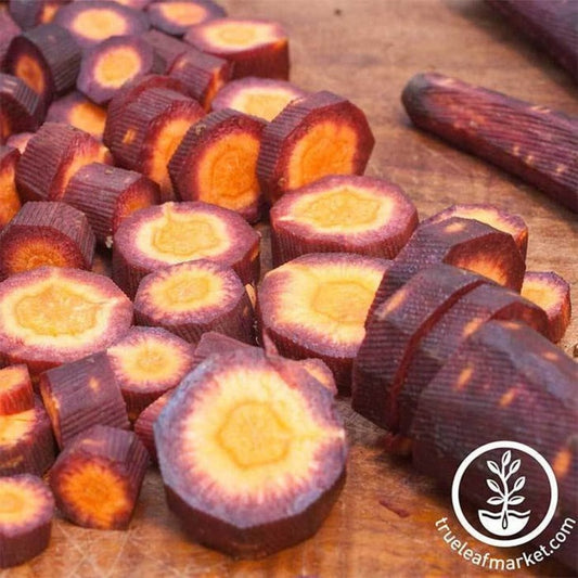 Carrot Seeds - Purple Haze Hybrid | Packet to Bulk Wholesale Seeds