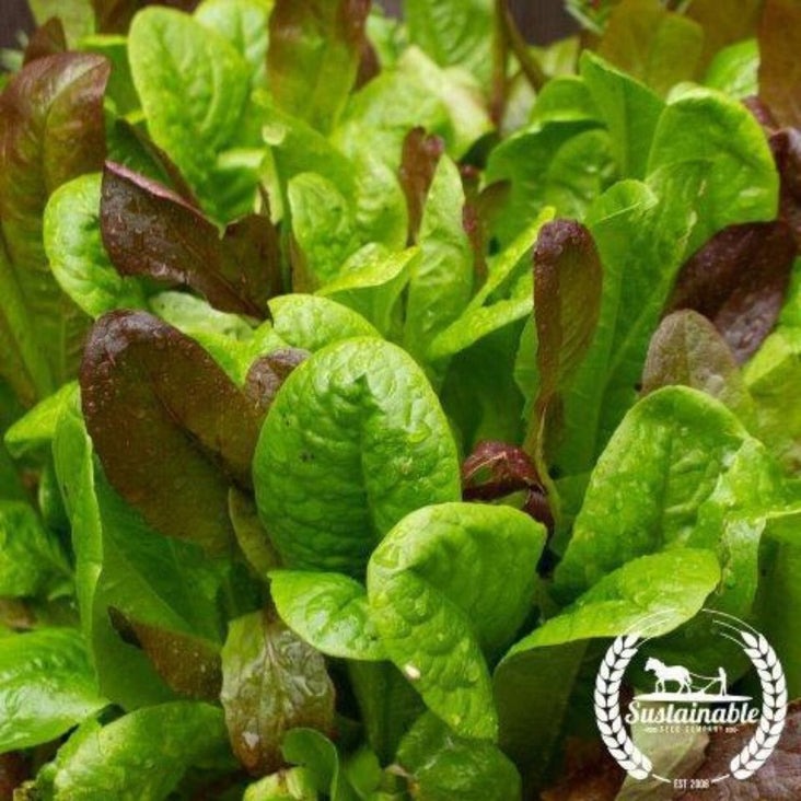 Organic Lettuce Gardening Seeds - Gourmet Mix | Non-GMO Vegetable Seed