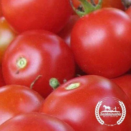 Certified Organic Tomato Seeds - Large Red Cherry | Heirloom, Non-GMO