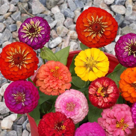 Lilliput Zinnia Mixed Colors Seeds | Garden Seeds Online