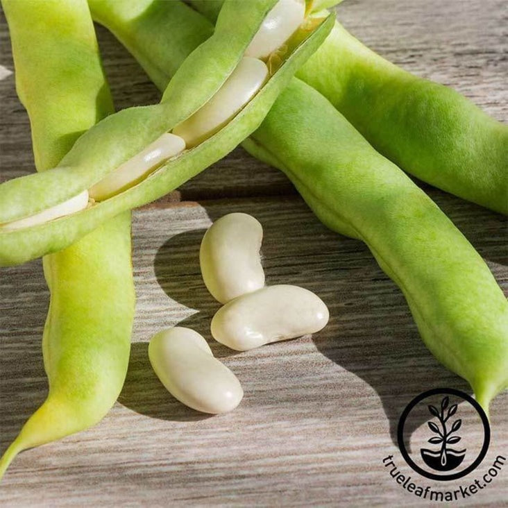Lima Bean Seeds: Henderson - Garden Seed Packets to Bulk Seeds