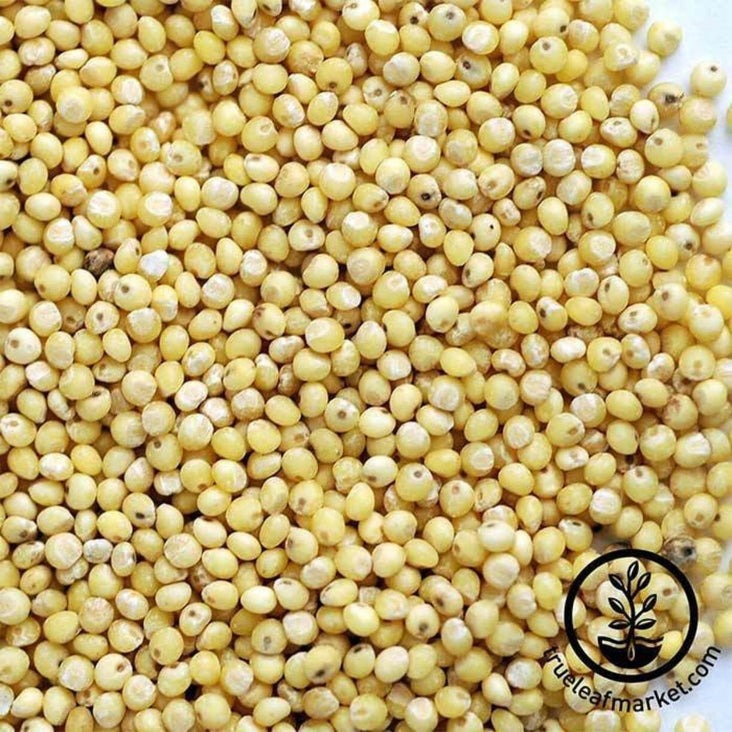 Organic Millet Seeds | Hulled Millet Grain Sprout Seed (Husk Removed)