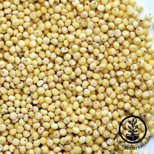 Organic Millet Seeds | Hulled Millet Grain Sprout Seed (Husk Removed)