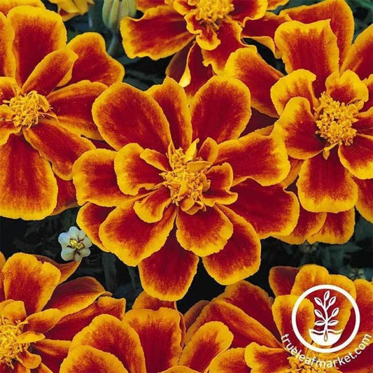 Durango Series Marigold Flower Gardening Seeds | Annual, Free Shipping