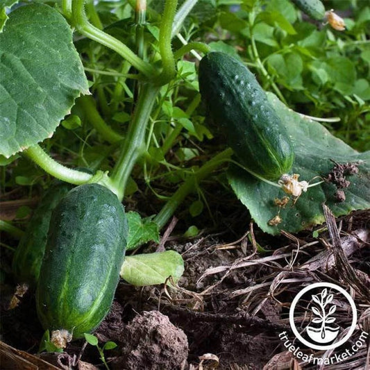 Spacemaster 80 - Heirloom Cucumber Garden Seeds - Non-GMO - Free S&H