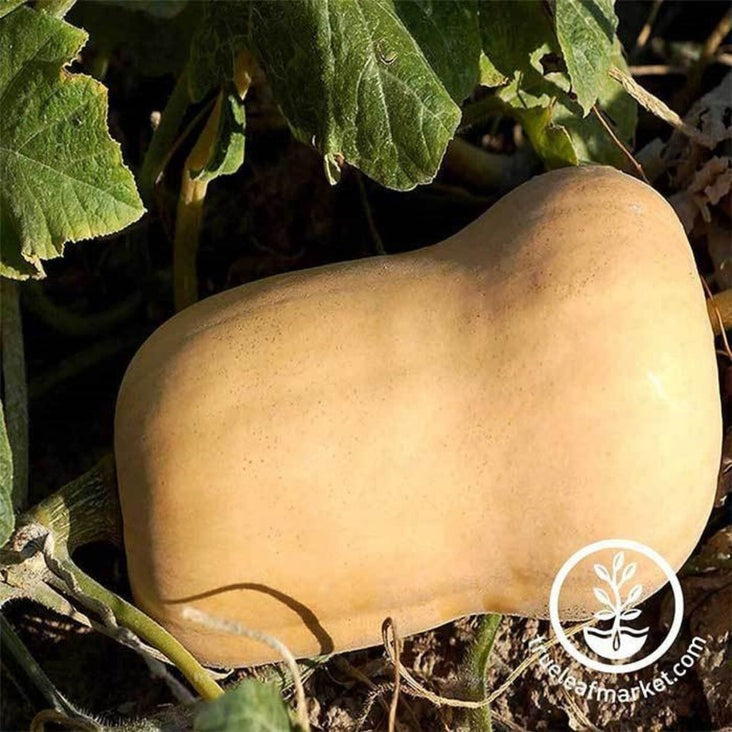 Winter Squash Seed | Waltham Butternut