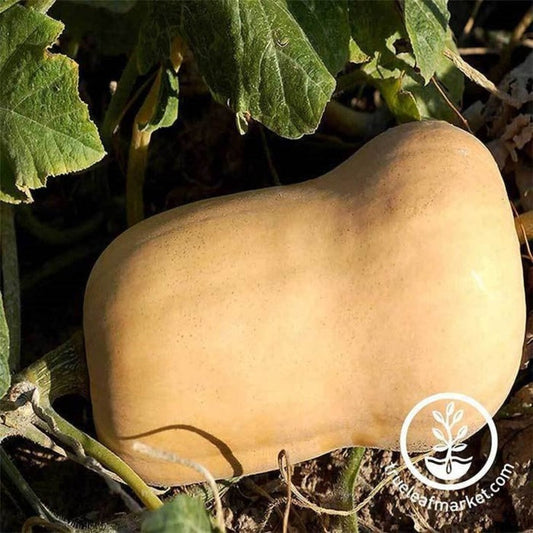 Winter Squash Seed | Waltham Butternut