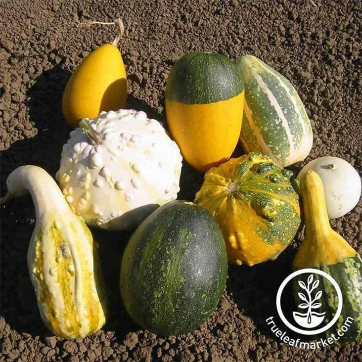 Gourds Seeds - Large and Small Gourd Mix | Non-GMO Heirloom - Free S&H