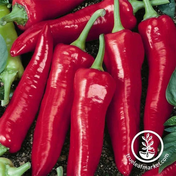 Heirloom Hot Pepper Seeds - Big Jim | Packet to Bulk - Gardening Seeds