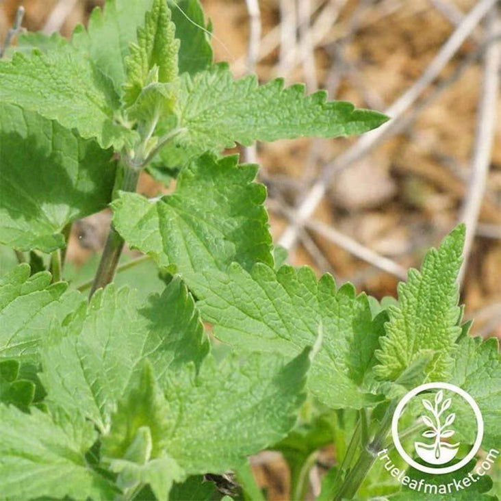Catnip Herb Garden Seed | Non-GMO Medicinal Herbs - Nepeta cataria