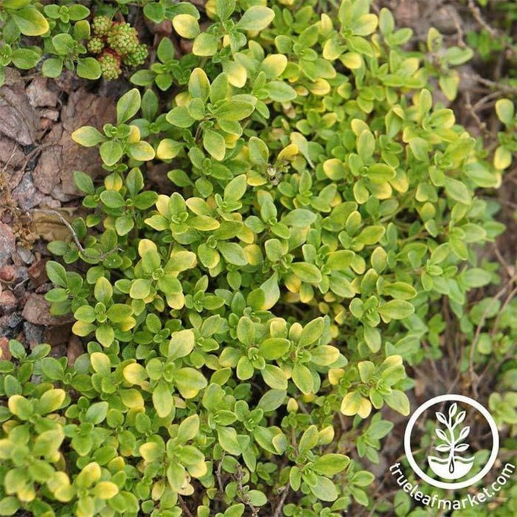 Thyme Herb Seeds - Common | Non-GMO, Heirloom, Perennial - Free S&H.