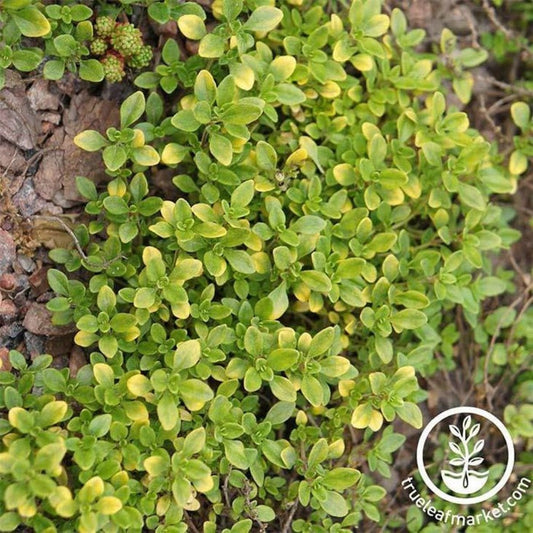Thyme Herb Seeds - Common | Non-GMO, Heirloom, Perennial - Free S&H.