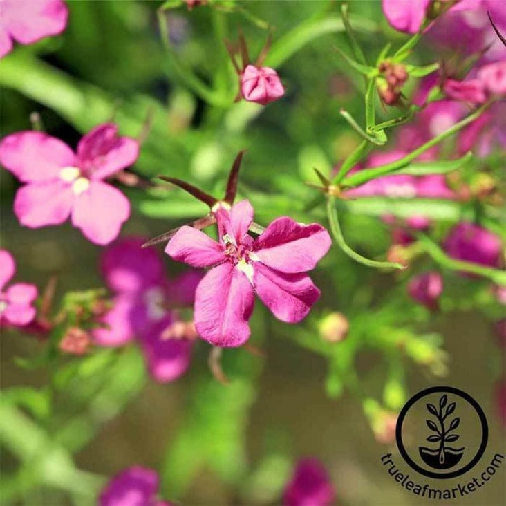 Lobelia Flower Garden Seeds - Rosamund | Multi-Seed Pelleted- Free S&H