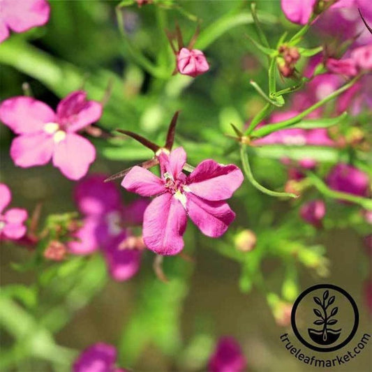 Lobelia Flower Garden Seeds - Rosamund | Multi-Seed Pelleted- Free S&H