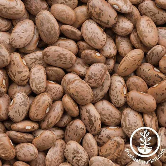 Pinto Shell Bean Seeds | Vegetable Gardening Seeds by MVSeeds