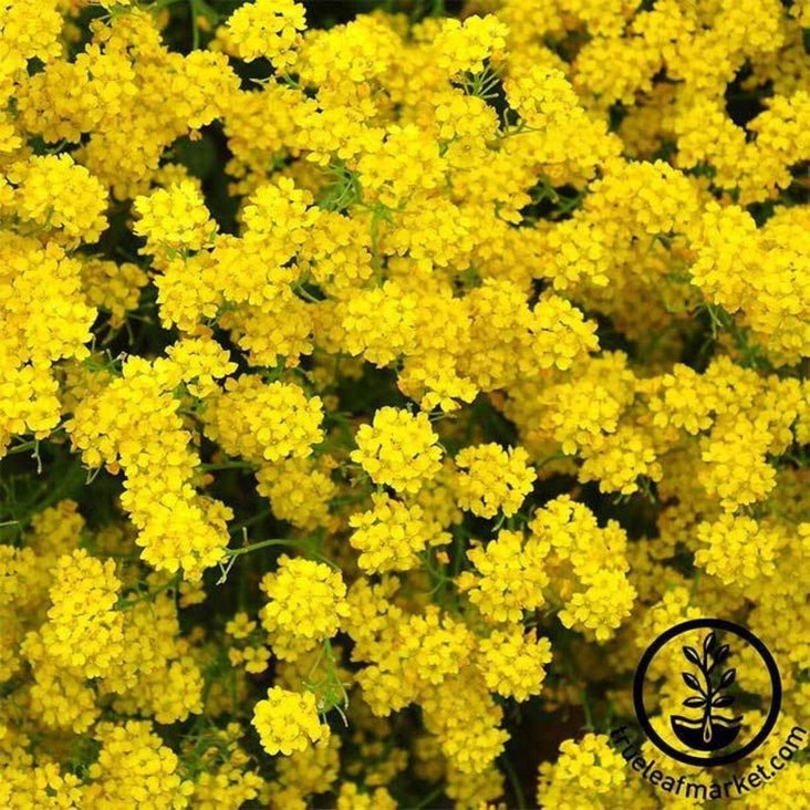 Alyssum Flower Gardening Seeds - Basket of Gold | Perennial, Free S&H