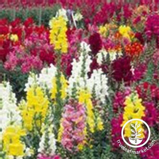 Snapdragon Seeds - Maximum Mix | Buy Annual Snap Dragon Flower Seeds