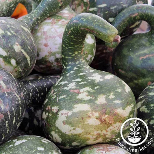 Heirloom Gourd Seeds - Dipper Long Handle | Buy Gardening Seeds Online