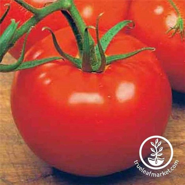 Non-GMO, Heirloom Tomato Gardening Seeds - Ace 55 VF | Free Shipping