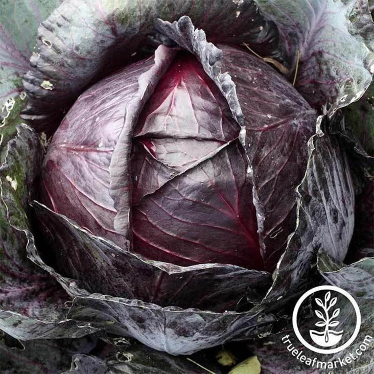 Heirloom, Non-GMO Cabbage Red Acre Vegetable Seeds | Buy Garden Seeds
