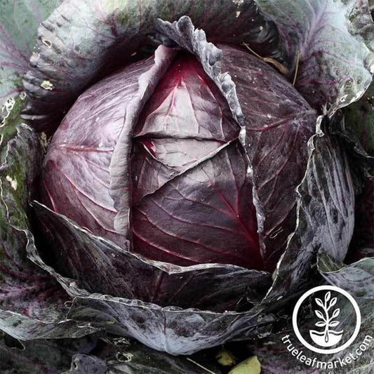 Heirloom, Non-GMO Cabbage Red Acre Vegetable Seeds | Buy Garden Seeds