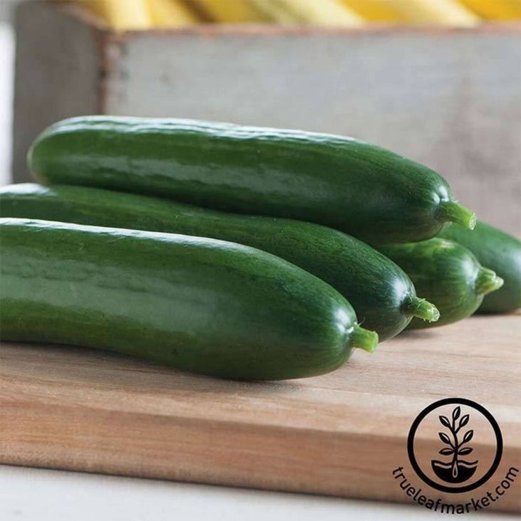 Diva Hybrid Cucumber Seeds | Buy Vegetable Gardening Seeds Online