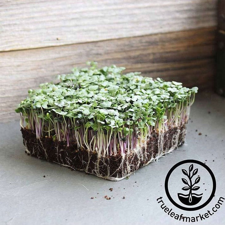 Spicy Salad Mix Microgreens Seeds - Grow Micro Greens