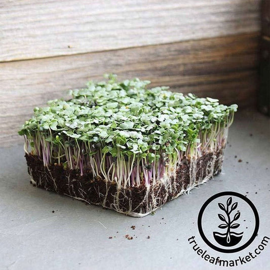 Spicy Salad Mix Microgreens Seeds - Grow Micro Greens