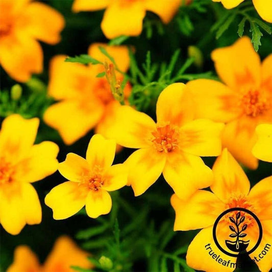 Maroon Marigold (Signata) Seeds - Gem Series | Buy Flower Garden Seeds