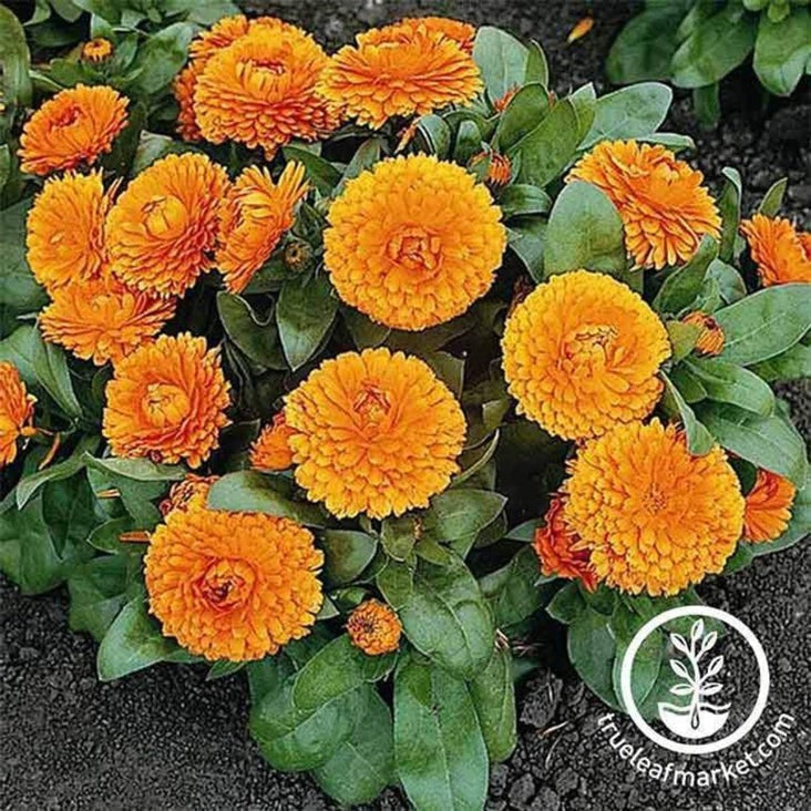 Calendula Seeds - Bon Bon | AKA: Common, Pot, Scotch Marigold, Ruddles