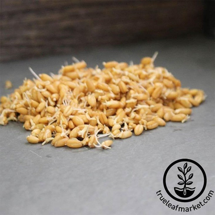 Spelt Seeds: Non-GMO, Organic Spelt Sprouting Seeds - Spelt Sprouts
